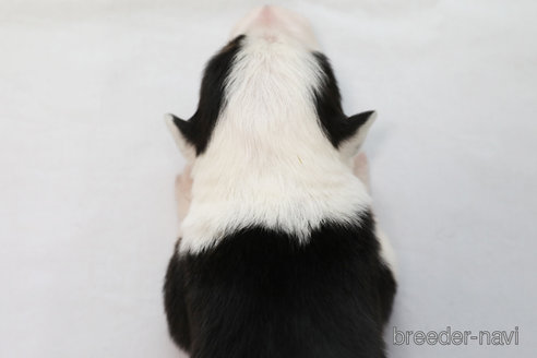 成約済の神奈川県のボーダーコリー-327372の2枚目